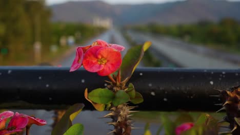red cactus flower in islamabad pakistan