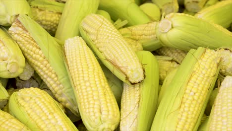 corn cobs for sale at the free market, panoramic plan