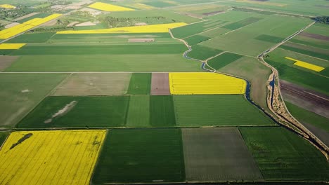 Vuelo-Aéreo-De-Aves-Sobre-El-Floreciente-Campo-De-Colza,-Volando-Sobre-Flores-Amarillas-De-Canola,-Paisaje-Idílico,-Hermoso-Fondo-Natural,-Disparo-De-Drones-Moviéndose-Hacia-Atrás-A-Gran-Altura