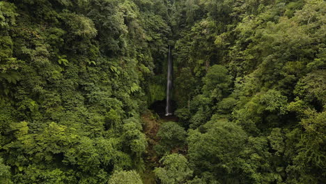 dense lush vegetation surrounding pucak manik waterfall in bali, indonesia - aerial drone shot