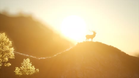 deer male in forest at sunset