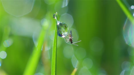 small fly on water droplet