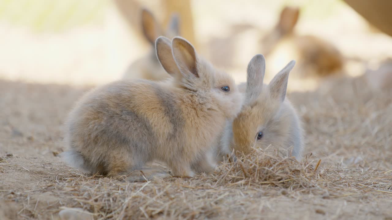 농장에서 건조한 풀을 먹는 토끼, 못된 그리고 장난스러운 토끼