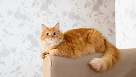 cute ginger cat lying on arm of sofa. fluffy pet starring in camera. cozy home background