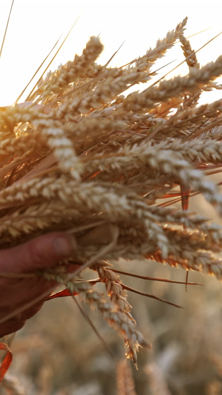 A bunch of ripe dry ears of corn in the hands of mature farmer. Blurred wheat farmland at backdrop. Vertical video
