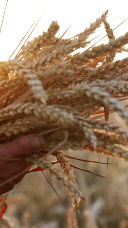 a bunch of ripe dry ears of corn in the hands of mature farmer. blurred wheat farmland at backdrop. vertical video