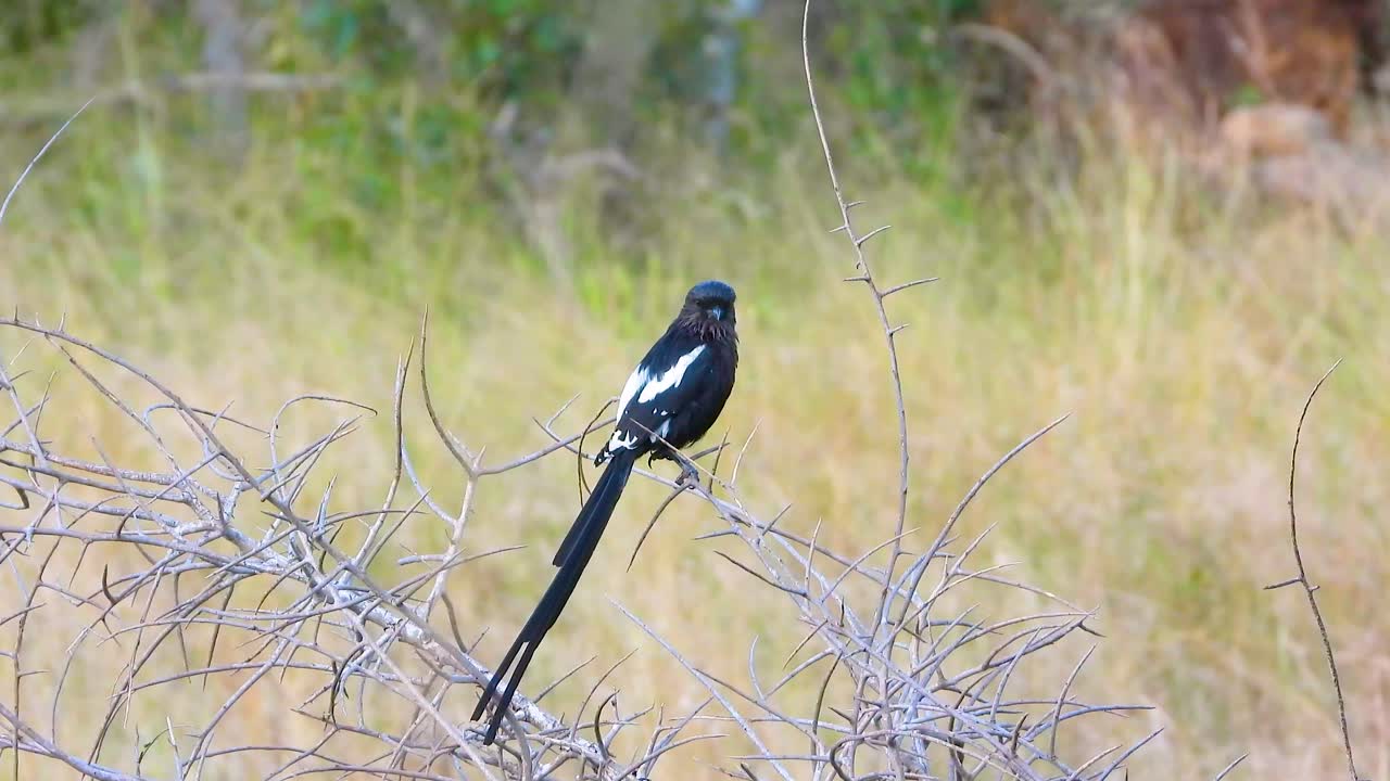 Beautiful long tail black bird sitting on branch in wilderness