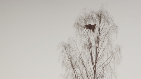 Águila-De-Mar-De-Cola-Blanca-Se-Estrella-En-Un-árbol-En-Suecia,-Toma-Amplia-A-Cámara-Lenta