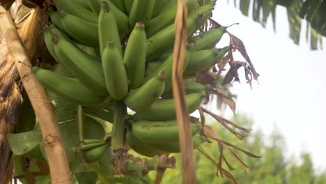 Close-shot-of-an-African-mans-hands-inspecting-a-bunch-of-his-bananas-in-rural-Africa