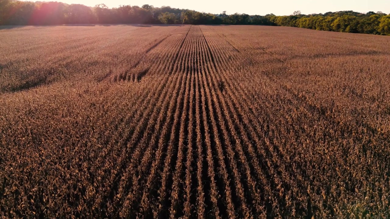 Luftaufnahme: Flug über ein ausgetrocknetes Maisfeld bei Sonnenuntergang