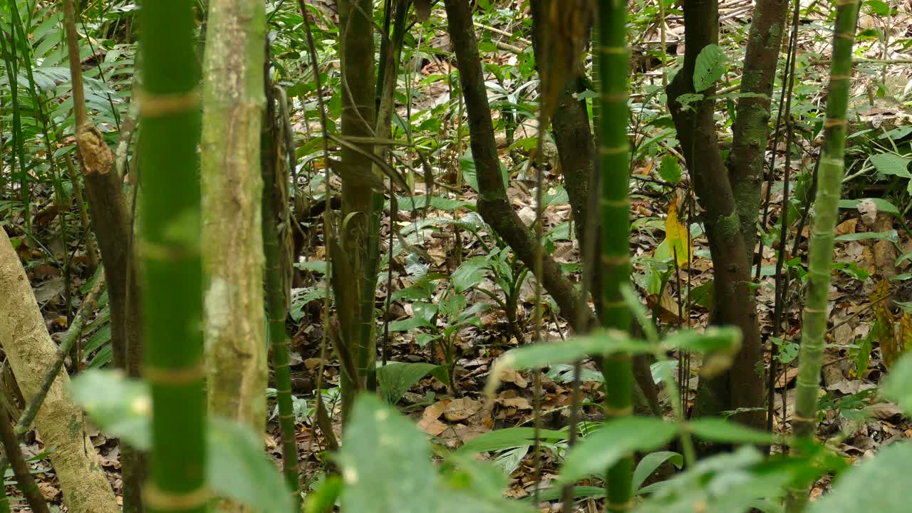 coatí buscando y moviéndose, detrás de los arbustos, en un bosque tropical panameño