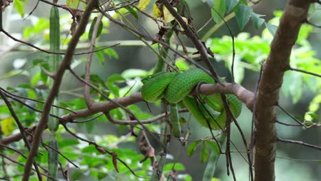 Visto-Descansando-En-Las-Ramas-Después-De-Su-Gran-Comida,-Vogel&#39;s-Pit-Viper-Trimeresurus-Vogeli,-Tailandia