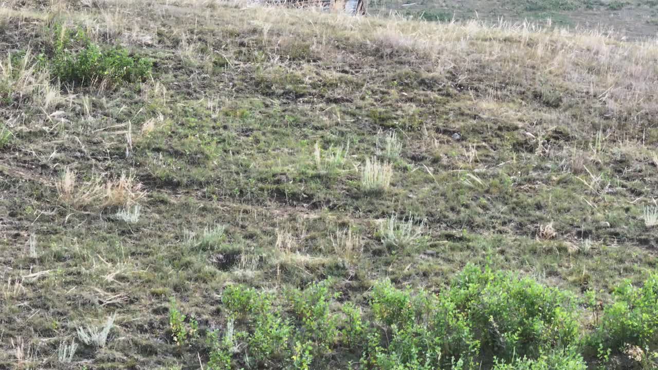 la madre naturaleza recupera lentamente una granja abandonada ubicada entre las praderas de la pradera.
