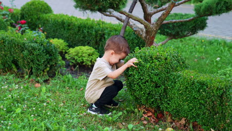 Cute baby boy comes up to evergreen bush in the park. Smiling kid touches green branches looking at camera.