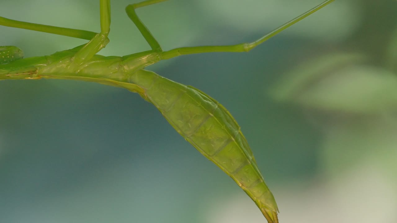 Macro video of Praying Mantis, an insect belonging to the order Mantodea recorded in Tambopata, Madre de Dios Region, Peru