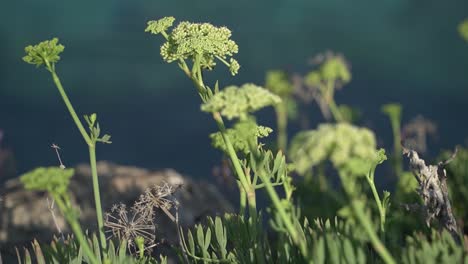 蜂類尋找食物,近距離拍攝岩石桑菲爾 (crithmum maritimum) 的黃色花朵