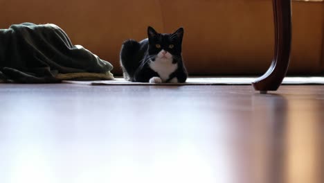 A-black-and-white-cat-gets-up-and-walks-past-camera-right