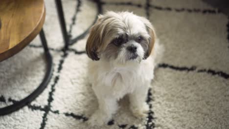 Boomer-dog-sitting-up-waiting-to-be-fed-treat,-down-shot-close-up