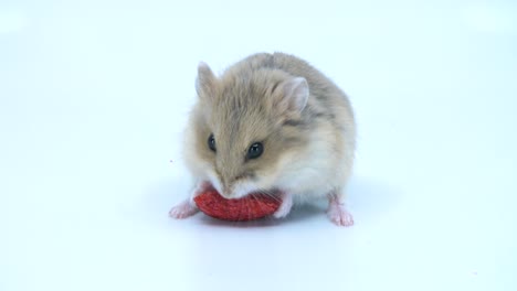 close up of a cute baby dwarf hamster eating a treat on a white background