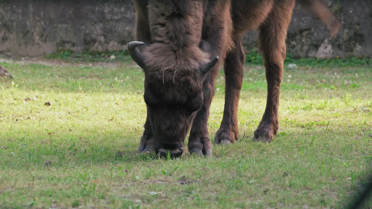 bisonte pastando hierba en su recinto