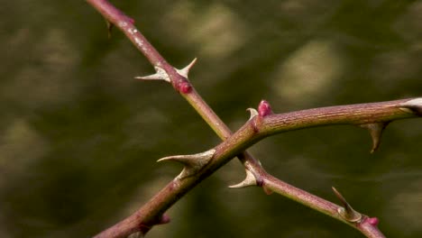 New-buds-growing-on-the-stems-of-a-dog-rose-in-a-Leicestershire-countryside-waving-in-the-breeze