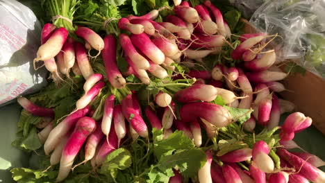 fresh long red radishes closeup at an outdoor farmer's market