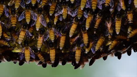 honey bees are known to build large colonies of nest with symmetrical pockets made of wax for them to store honey as their food source