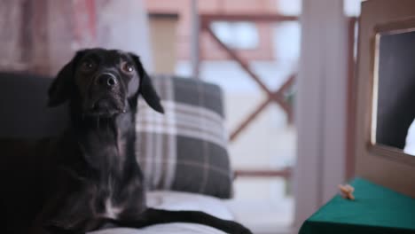 adorable black puppy sitting on couch, watching tv