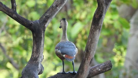 pato silbando en el árbol uhd mp4 4k