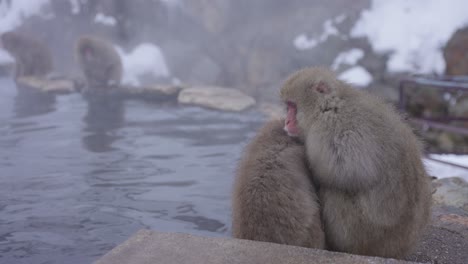 snow monkeys hugging in cold weather of nagano, japan