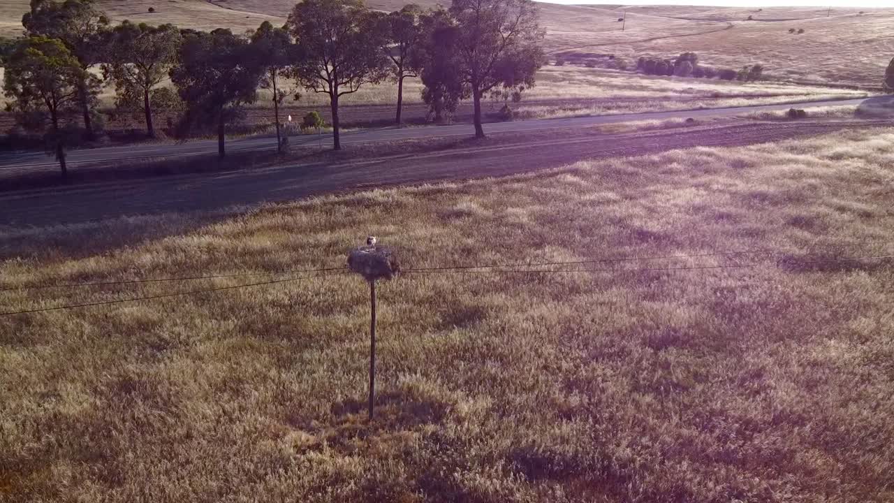 vista aérea en cámara lenta de alentejo - portugal: navegando a través de un campo de trigo con altos postes de nido de cigüeña
