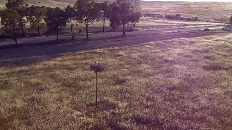 slow motion aerial view of alentejo - portugal: navigating through a wheat field with towering stork-nest poles