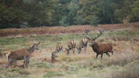 Red-deer-antler-stag-running-through-herd-of-deer-slow-motion