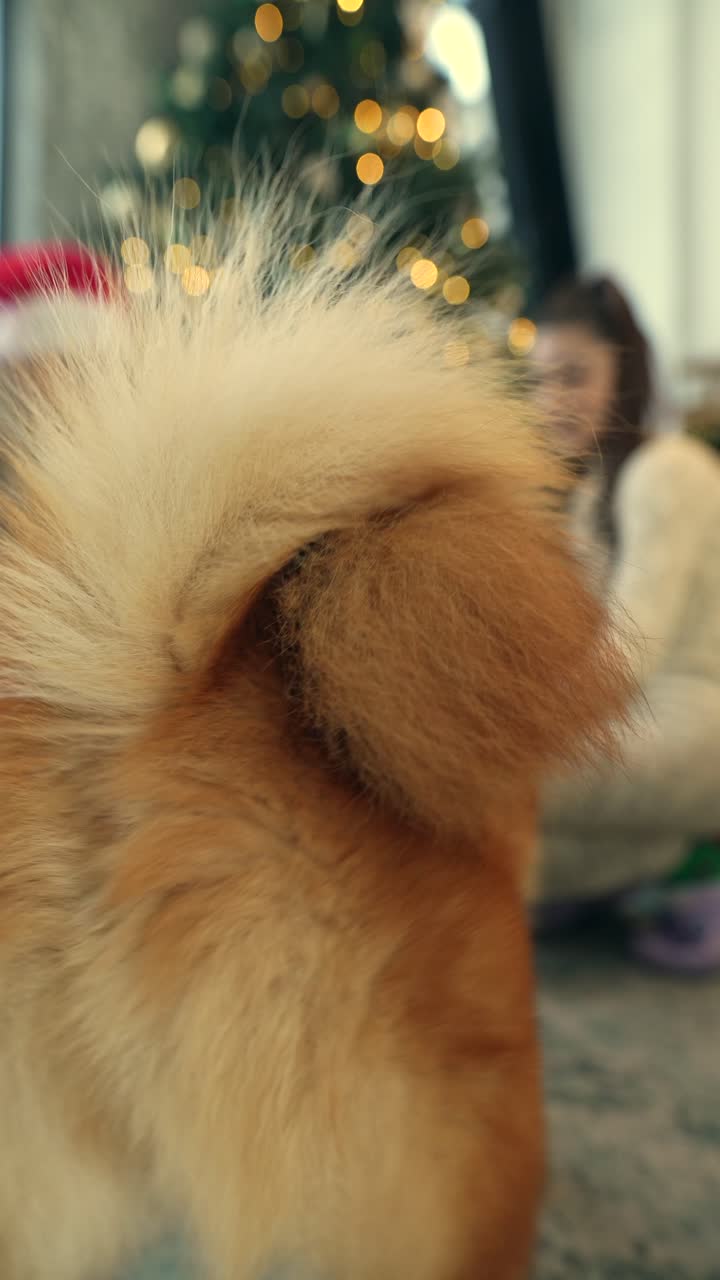 perro por árbol de navidad