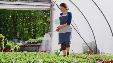 mature woman working in garden center watering plants in greenhouse