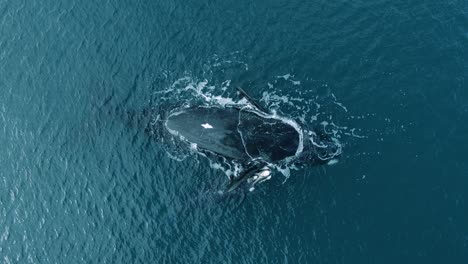 Madre-De-Ballena-Franca-Austral-Con-Cría-Que-Se-Queda-Al-Lado,-Flotando-En-El-Tranquilo-Mar-Azul-En-Patagonia,-Argentina