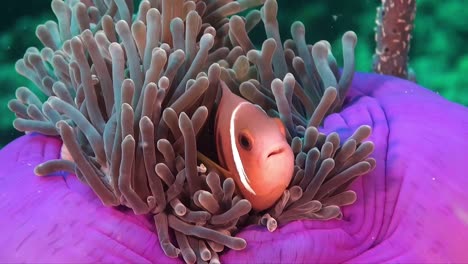 pink skunk anemone fish close up in purple sea anemone