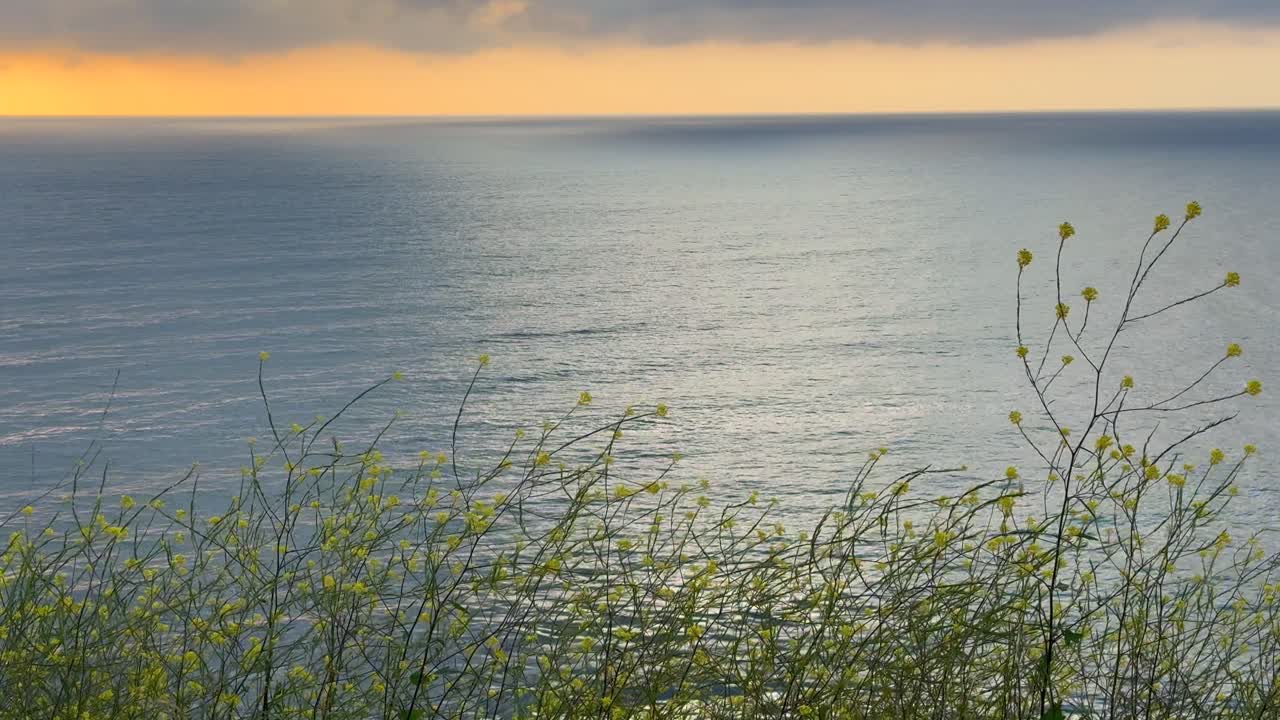 Flores amarelas se movem suavemente ao vento em câmera lenta sutil enquanto um pôr do sol alaranjado e quente colore o horizonte acima de um oceano calmo. Um momento costeiro tranquilo focado na luz, atmosfera e transição