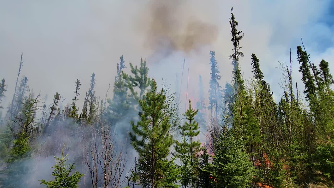 Inquadratura dal basso di alberi in fiamme negli incendi dell'Alberta, carrellata.