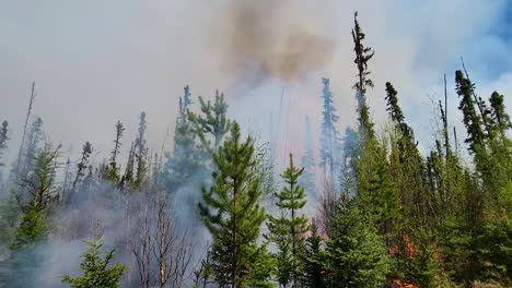 low angle view of burning trees in the alberta wildfires, tracking shot