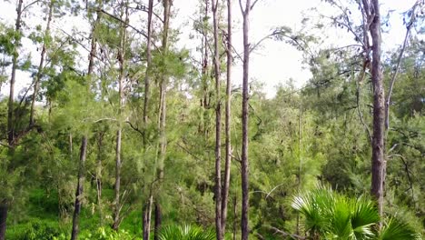 Rising-aerial-of-thousands-of-fruit-bats-hanging-from-trees-in-Carnarvon-National-Park