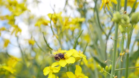 Bee-collecting-pollen-and-nectar-from-a-yellow-flower-while-pollinating-it,-bokeh-shot