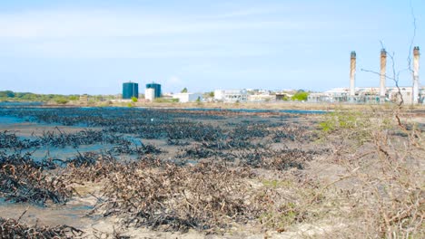 dead mangrove stumps covered in heavy oil in asphalt lake, curacao - september 2018
