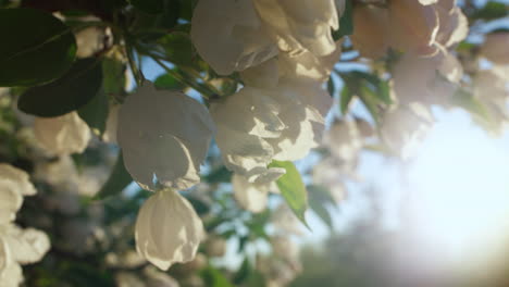 apple blossom view with golden sunlights on spring day. amazing floral scene.