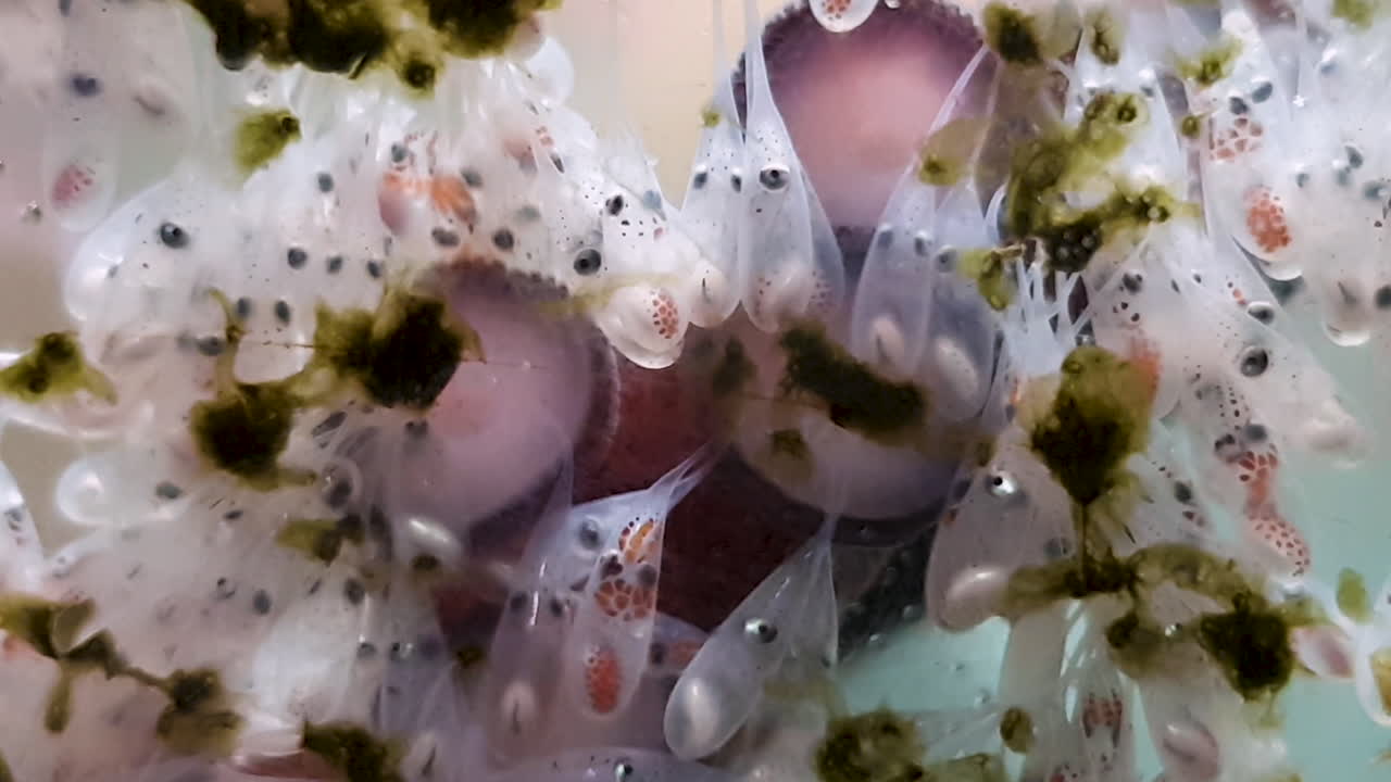 그녀의 알에 공기를 공급하는 문어 어미의 팔을 클로즈업