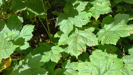 detailed view of vibrant green leaves basking in sunlight, showcasing natural textures and patterns.