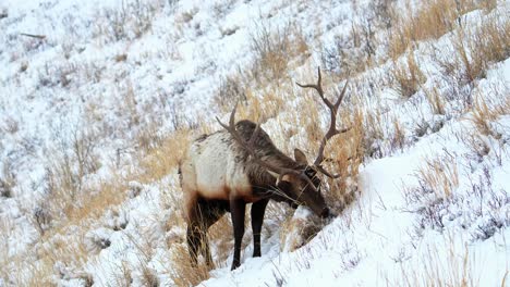 bull elk eating on hillside during yellowstone winter