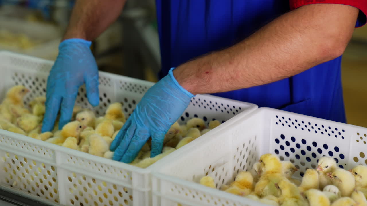 Unrecognized man wearing blue uniform and latex gloves checks the chicks in the plastic boxes. Conveyor of domestic birds at poultry factory.