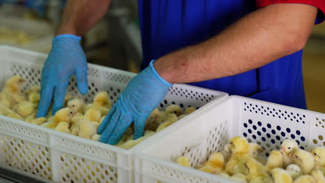 unrecognized man wearing blue uniform and latex gloves checks the chicks in the plastic boxes. conveyor of domestic birds at poultry factory.