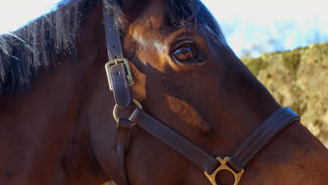 Primer-Plano-De-La-Cabeza-De-Caballo-